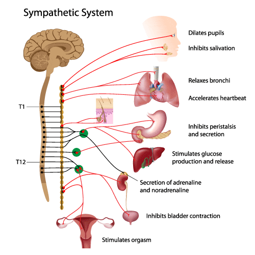 Sympathetic System