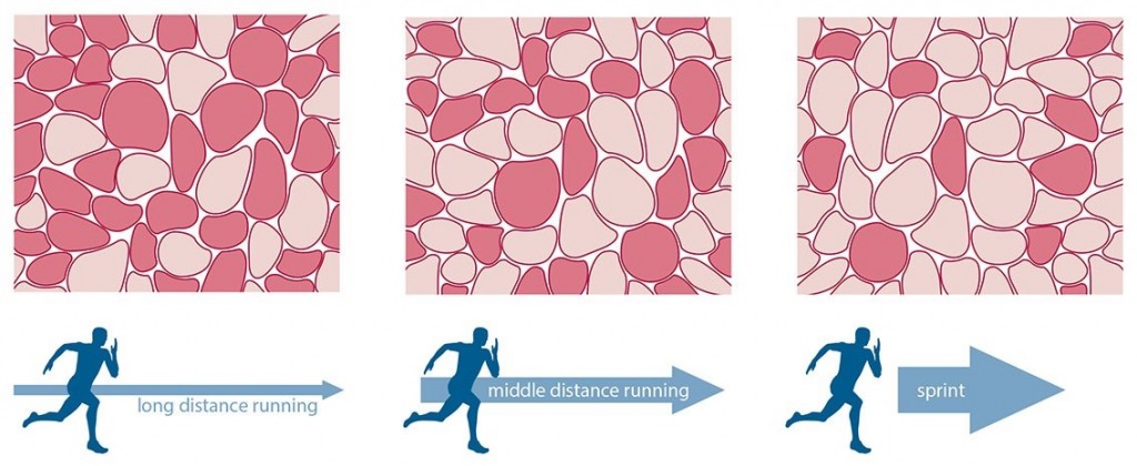 Muscle Fiber Type