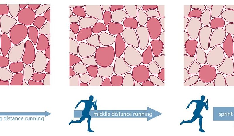 Muscle Fiber Type