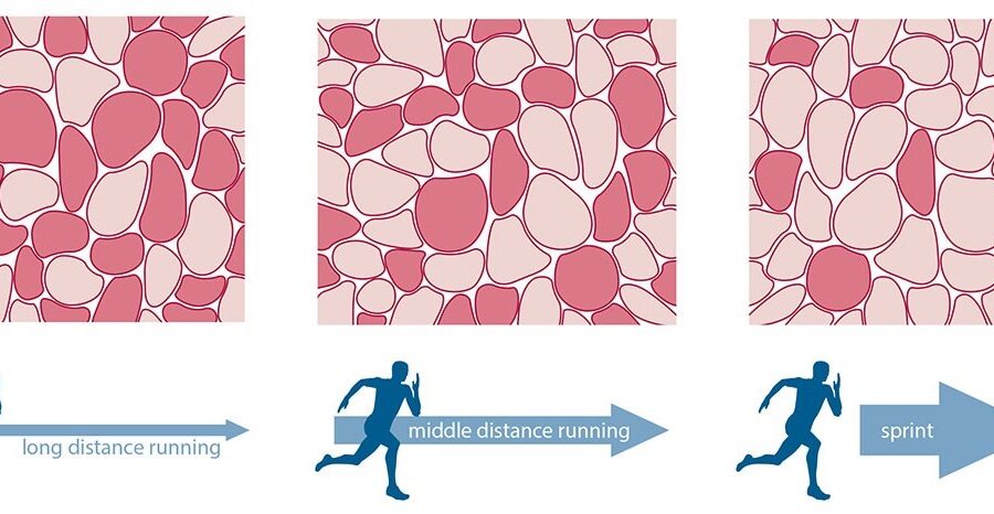Muscle Fiber Type