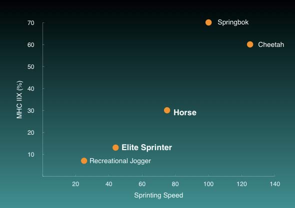 Animal Sprint Speed Comparison