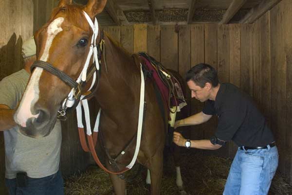 Bill Pressey grooming a horse