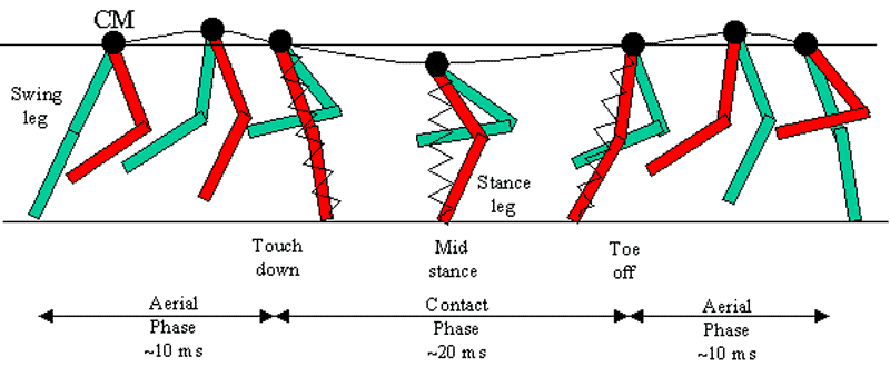 Sprinting Gait Cycle