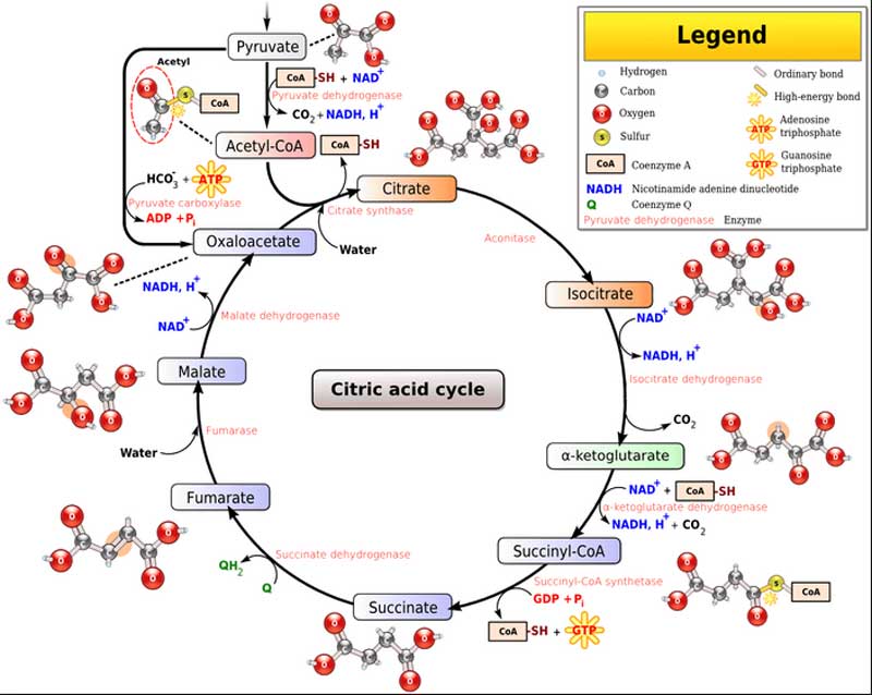 Citric Acid Cycle