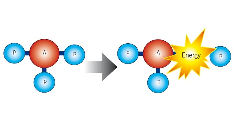 Phosphate Muscle Energy